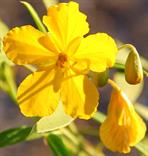 Flora Dapacu Photography