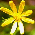 Wallpaper Dapacu Photography