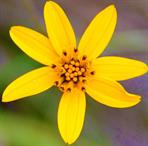 Flora Dapacu Photography